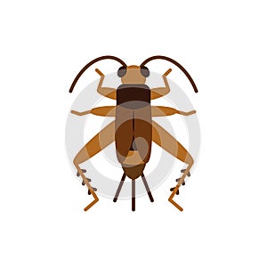 Cricket Bug grig insect single flat vector icon