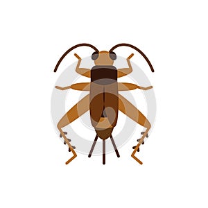 Cricket Bug grig insect single flat vector icon photo