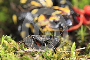 Cricket almost capured by fire Salamander