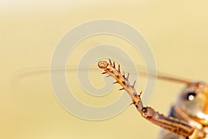 Cricket close up macro details of a single leg