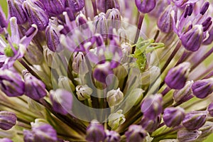 Cricket on flower