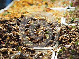 Cricket Fried insects Entomophagy photo