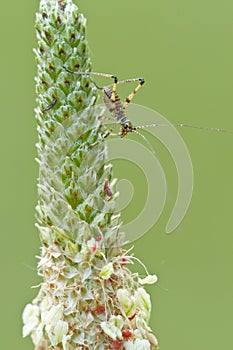 Cricket on a graminaceous spike