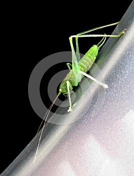cricket grasshopper critter