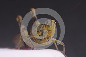 Cricket grasshopper insect detail