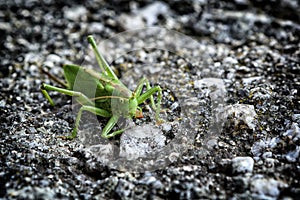 Cricket on the gray stone