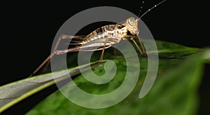 Cricket (Gryllidae) on The Leaves