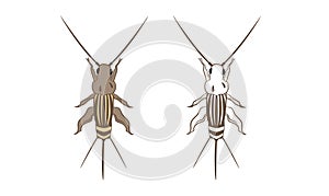 Cricket or Grylloidea Vector photo