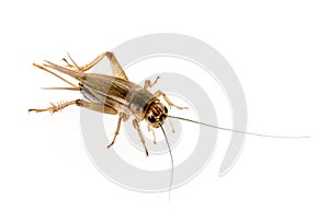 Cricket - Gryllus assimilis