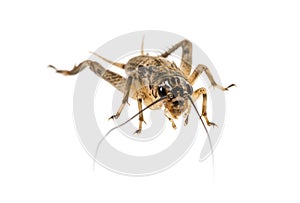 Cricket - Gryllus assimilis photo