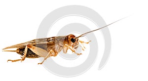 Cricket - Gryllus assimilis