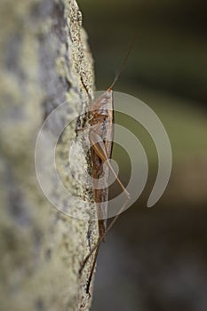 Cricket hanging on a tree trunk