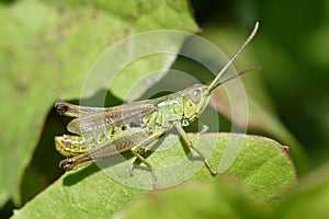 Kricket insekten 