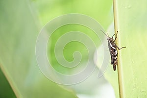 Cricket insect bug on a palm leaf rain drop