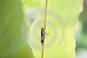 Cricket insect bug on a palm leaf rain drop