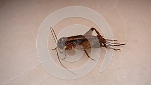 Cricket insect. close up of Cricket on white background. closeup Cricket . Field Cricket. insects, insect, bugs, bug, anim