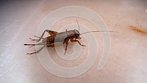 Cricket insect. close up of Cricket on white background. closeup Cricket isolated. Field Cricket. insects, insect, bugs, bug, anim