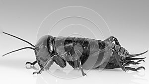 Cricket insect or Gryllidae isolated on a white background