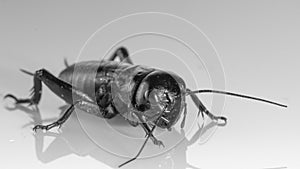 Cricket insect or Gryllidae isolated on a white background