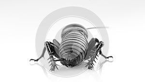 Cricket insect or Gryllidae isolated on a white background