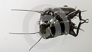 Cricket insect or Gryllidae isolated on a white background close up