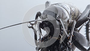 Cricket insect or Gryllidae isolated on a white background close up