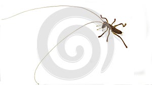 Cricket insect with long feelers