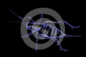 Cricket insect x-ray