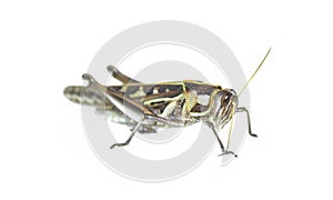Cricket insect