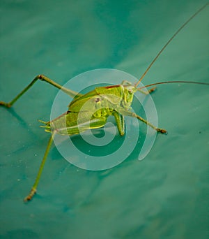 Cricket Insects belonging to different families of Orthoptera. Medium in size and greenish, brown and black in color