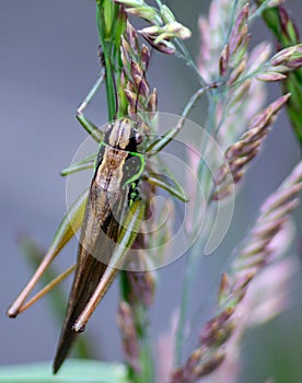 Cricket Insects belonging to different families of Orthoptera. Medium in size and greenish, brown and black in color