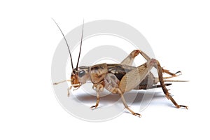 Cricket isolated