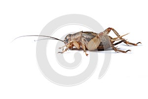 Cricket isolated