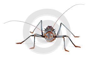 Cricket isolated on white