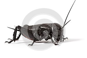 Cricket isolated on white
