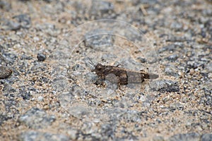 Cricket like camouflage pattern insect