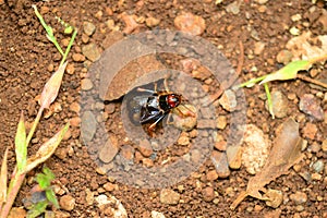 Cricket making noise, Gryllidae, Satara, Maharashtra, India