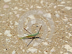 Cricket mimicry as a straw. Black sea. Bulgaria.