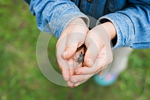 Cricket in my hands photo
