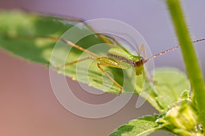 Cricket standing on the grass