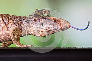 Cricket on top of blue tongue lizard head