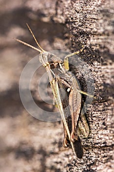 Cricket on tree trunk closeup