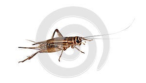 Cricket on a white background