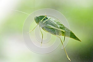 Cricket On Window Pane