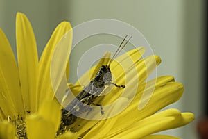 Cricket On Yellow Gerbera Daisy