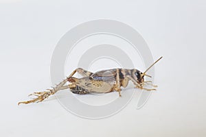 Crickets, of the family Gryllidae
