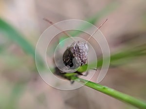 Crickets, of the family Gryllidae, are insects related to bush crickets, and, more distantly, to grasshoppers.