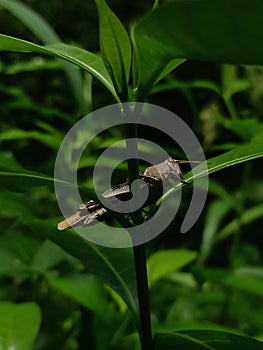 Crickets, of the family Gryllidae taken in high definition photo