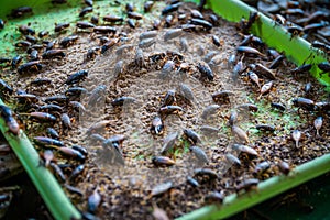 Crickets in farm, For consumption as food and used as animal fee