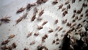 Crickets in industrial farm